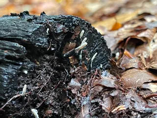 Candlesnuff Fungus — 5