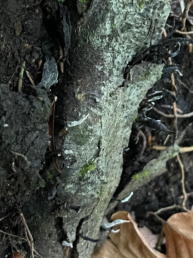 Candlesnuff Fungus