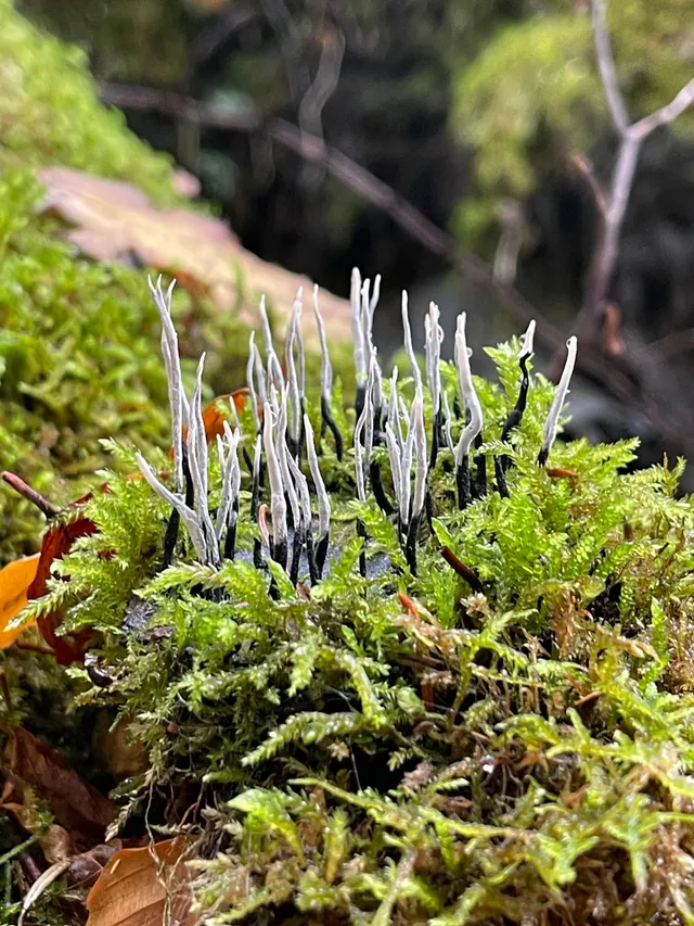 Candlesnuff Fungus