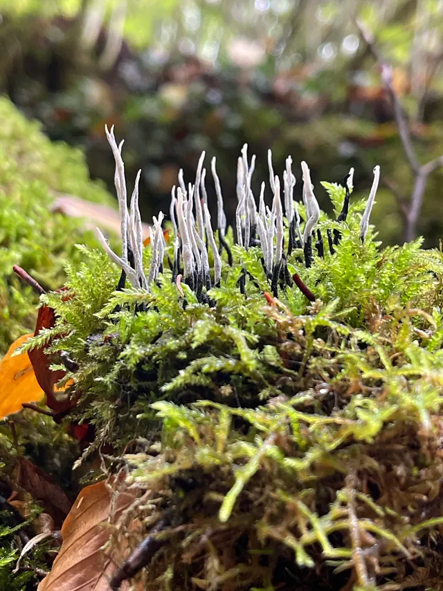 Candlesnuff Fungus