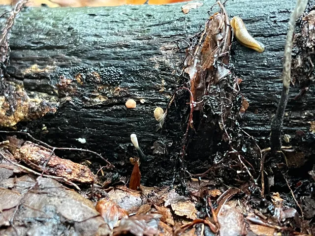 Candlesnuff Fungus