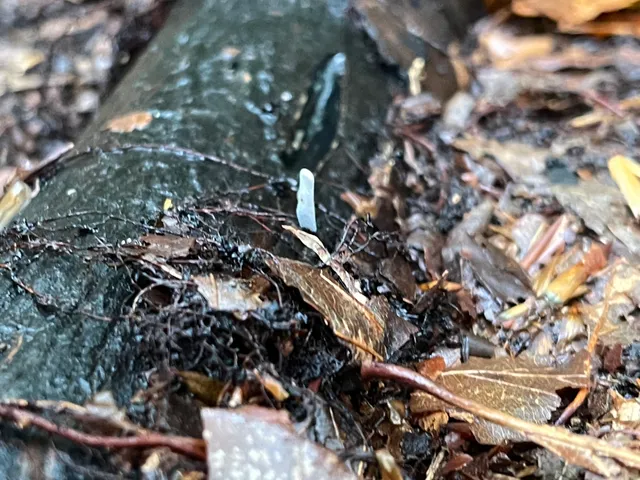 Candlesnuff Fungus