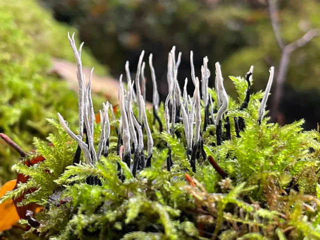 Candlesnuff Fungus