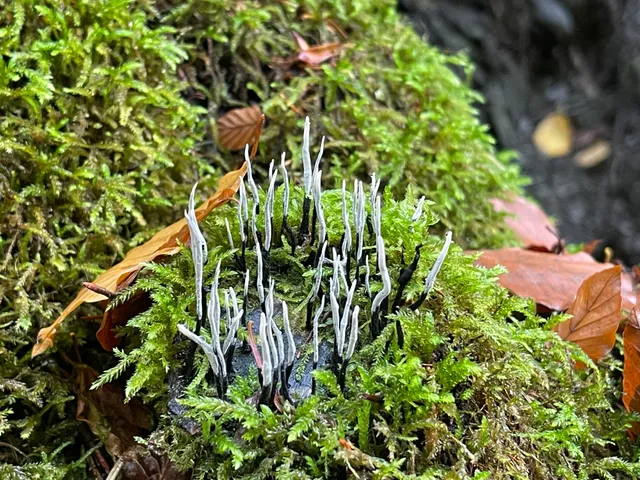 Candlesnuff Fungus