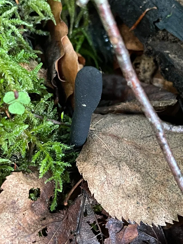 Dead Moll's Fingers
