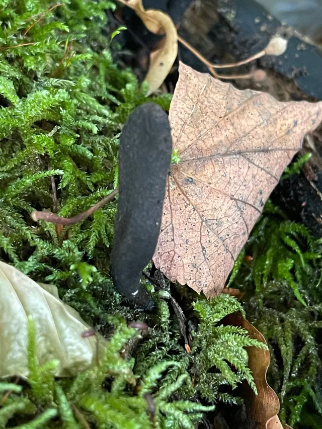 Dead Moll's Fingers