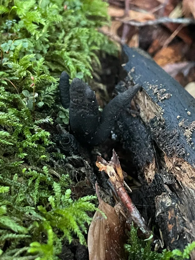 Dead Moll's Fingers